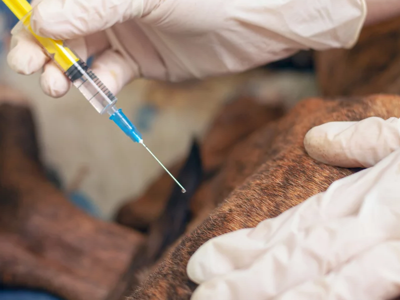 Либрела: Новое решение для собак с артритом